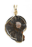 14kt Gold Filled Fossilized Ammonite Necklace